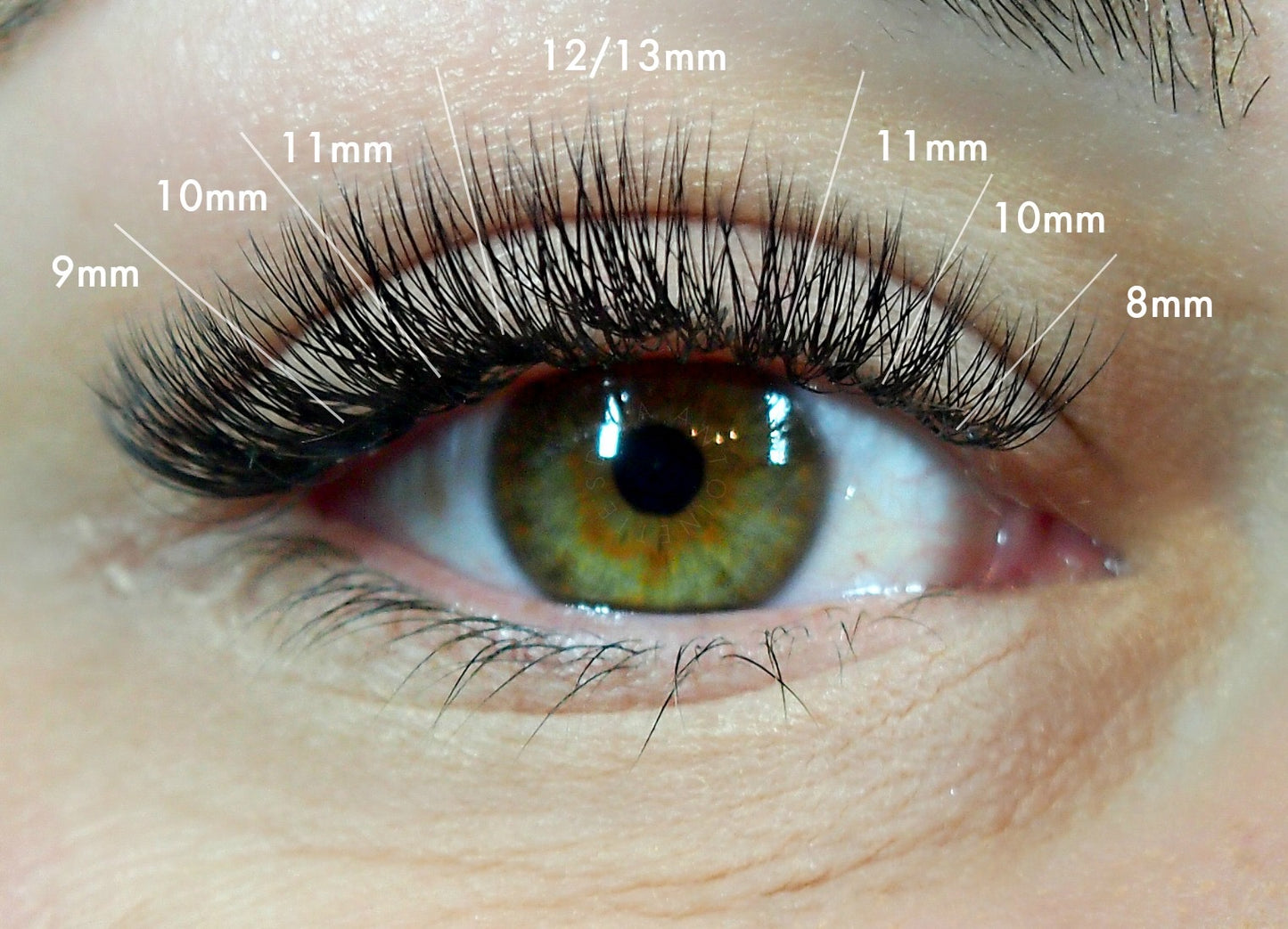 1200 Éventails - 8 tailles 1 en boîte - 6D - Boucle C (9-10-11-12-13-14-15-16mm)