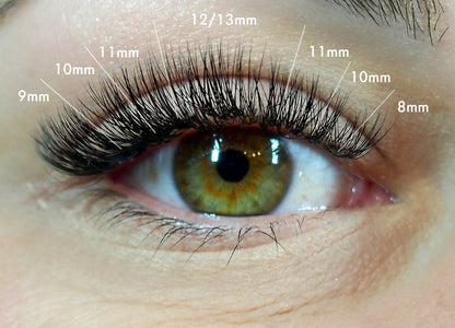 1200 Éventails - 8 tailles 1 en boîte - 6D - Boucle C (9-10-11-12-13-14-15-16mm)